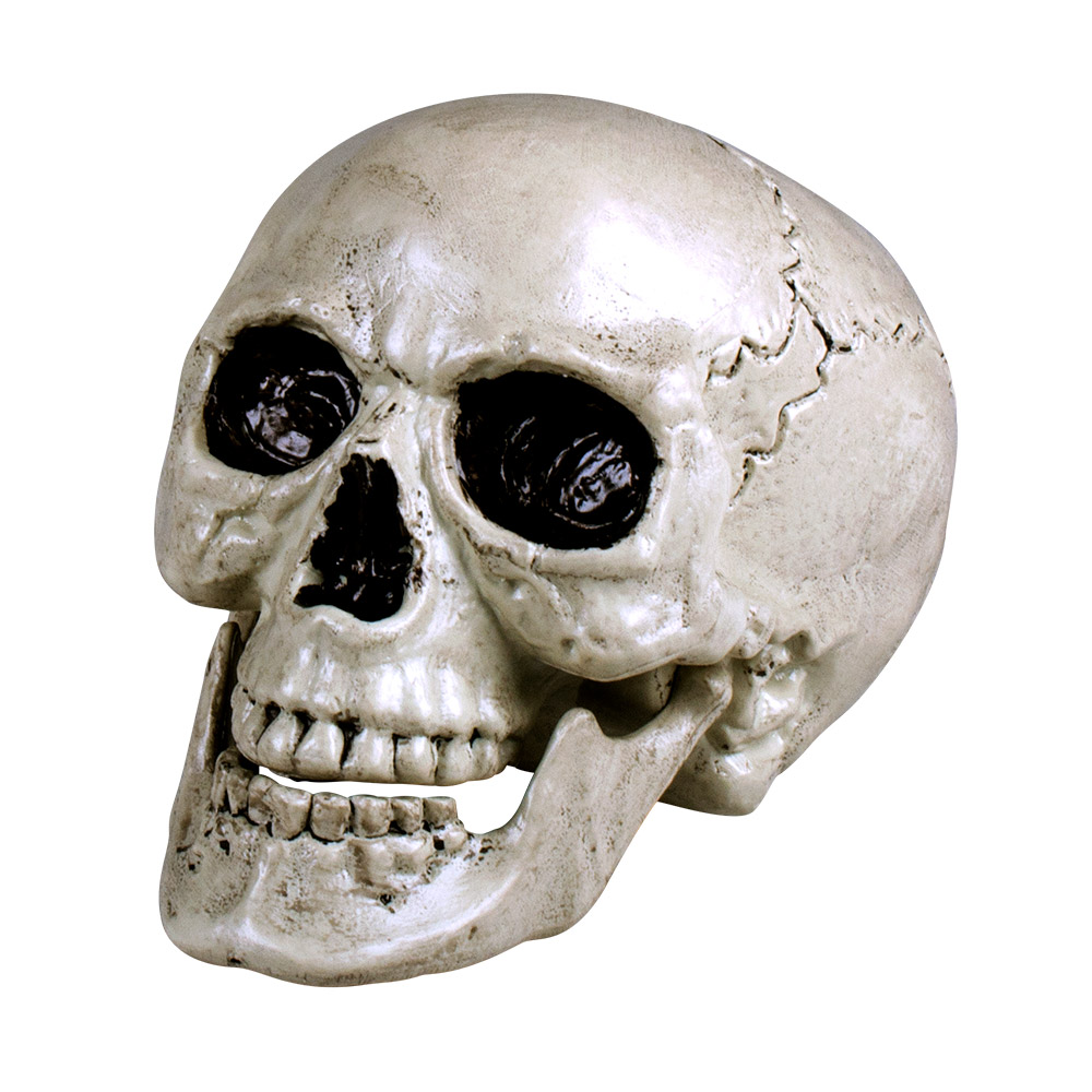 St. Schedel Maxilla met beweegbare kaak (17 x 17 x 24 cm)