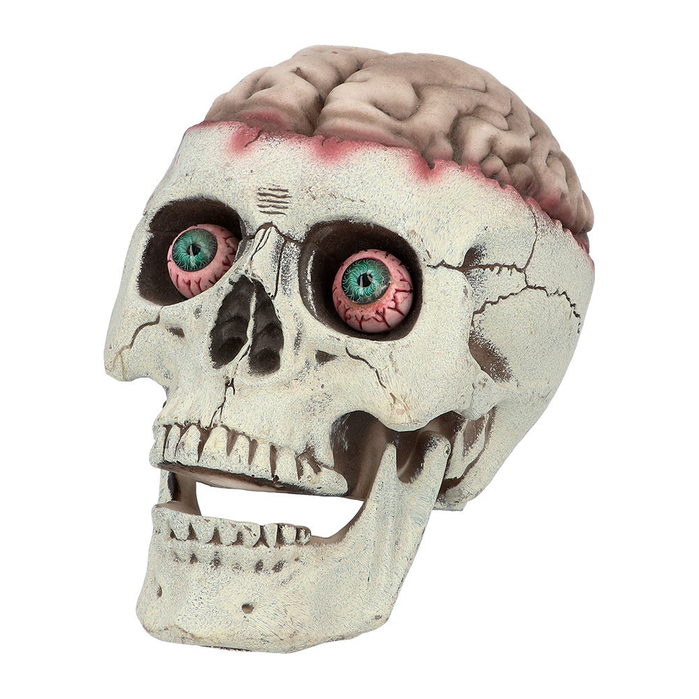 Schedel Brain-dead met beweegbare kaak (18 x 13 x 15 cm)